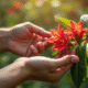 Mains manipulant une branche d'oleander sain en lumière naturelle